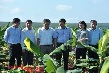 Suất đầu tư Cao su Bình Long dự kiến 54,9 triệu đồng/ha năm 2016
